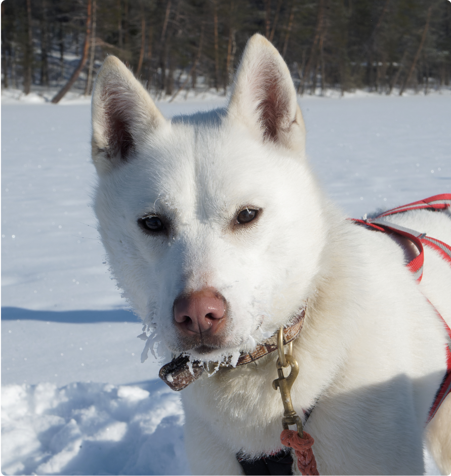 Aamu, Alaskan husky