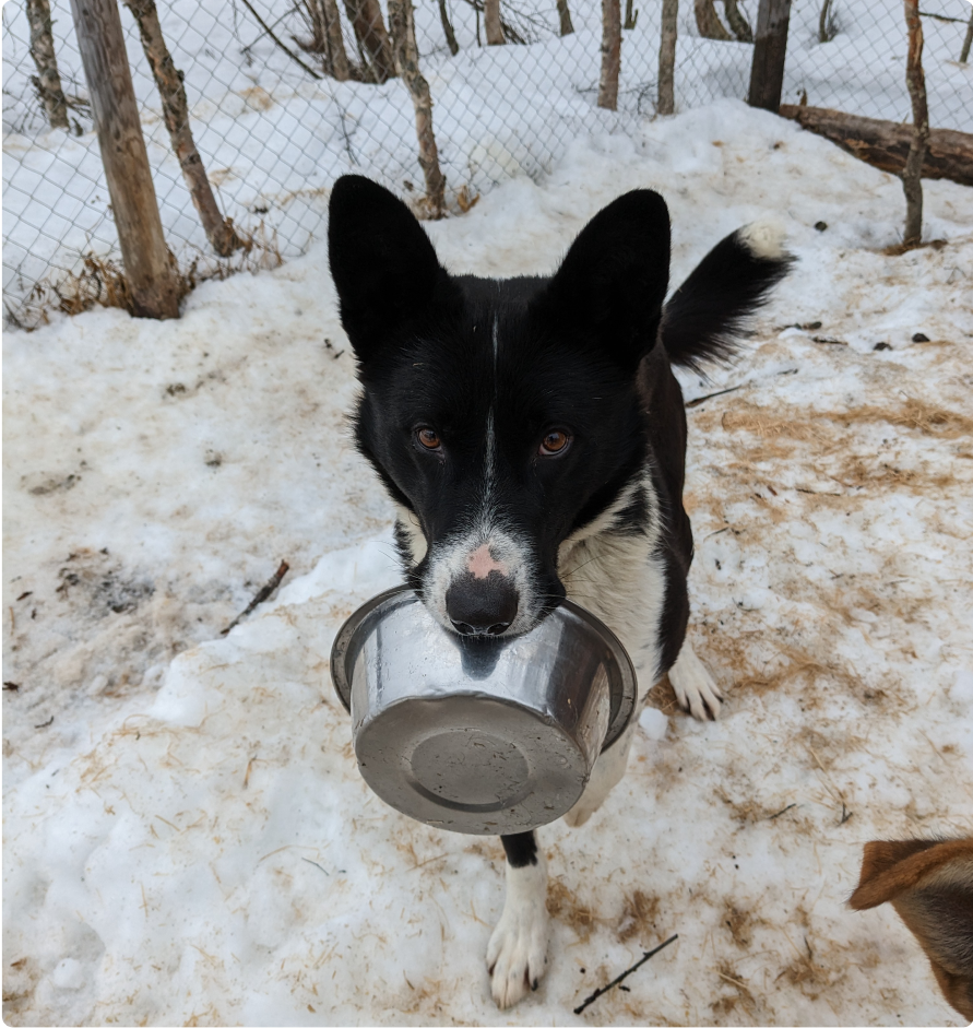 Alan, Alaskan husky