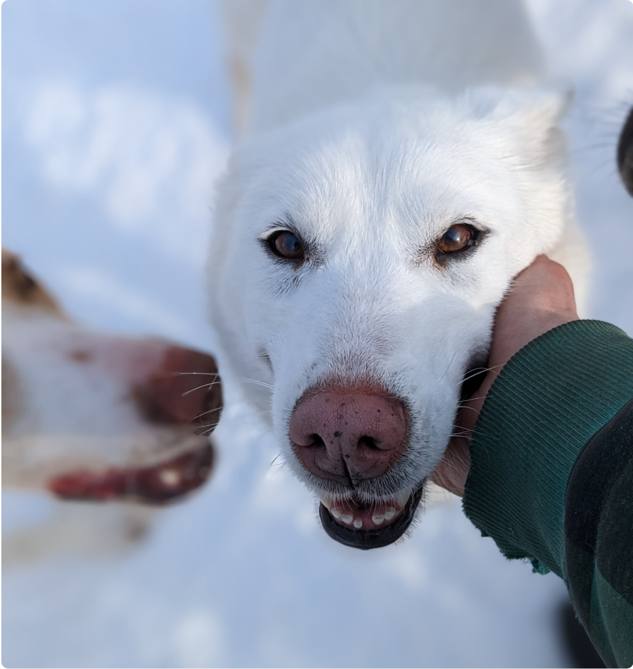 Lola, siberian husky