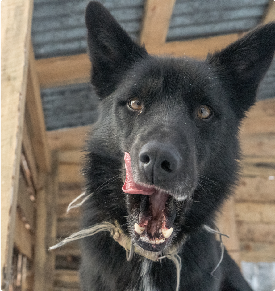 Flash, Alaskan husky