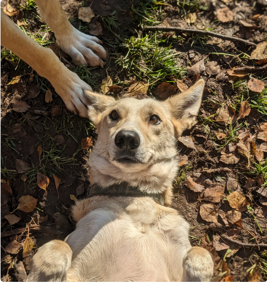 Lucy, Alaskan husky