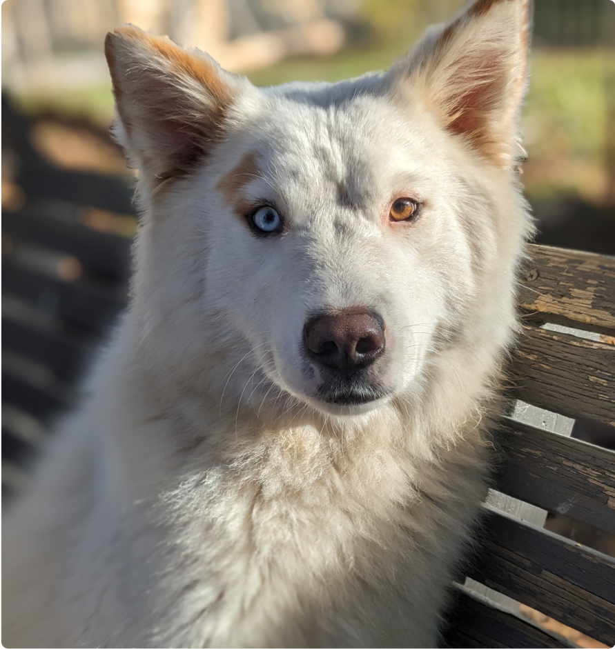 Lumi, Yakutian laika