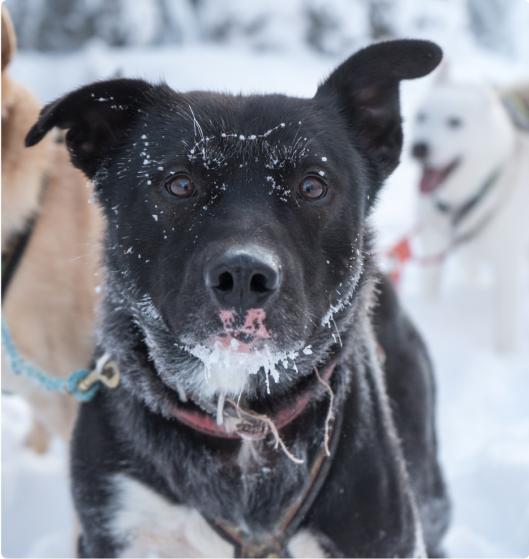Mira, Alaskan husky