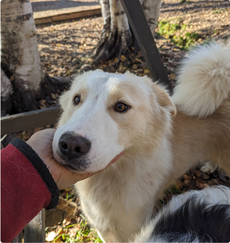 Miyuki, Yakutian laika