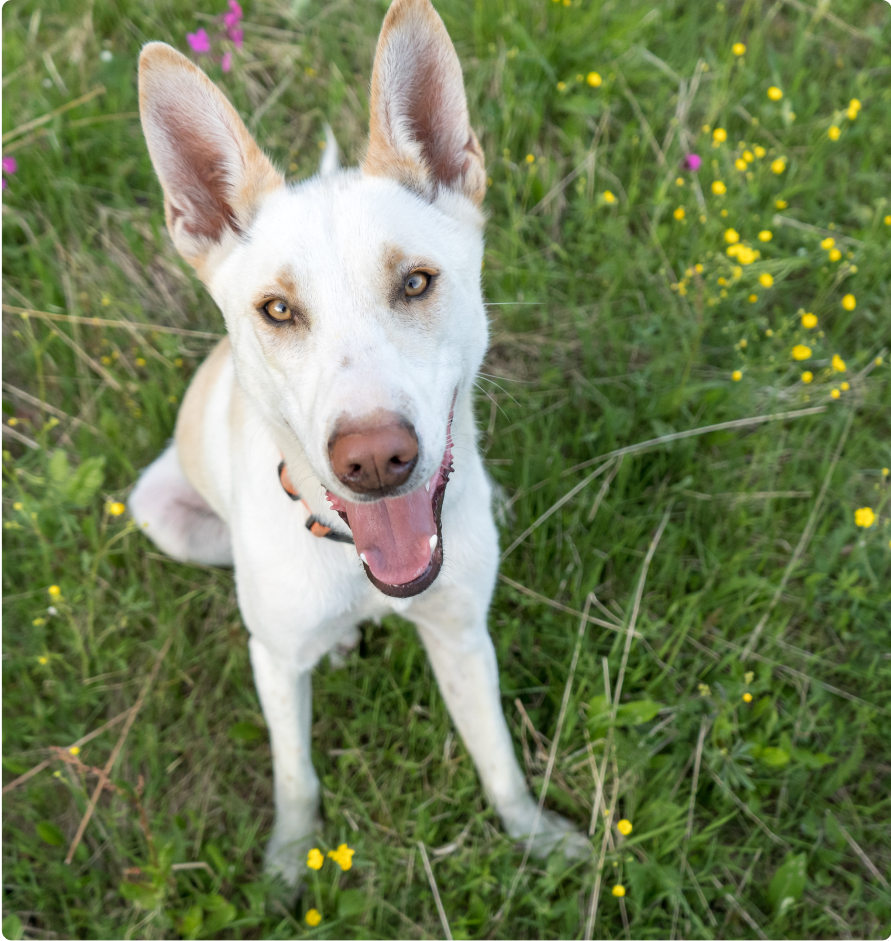 Chien heureux sourire été laponie