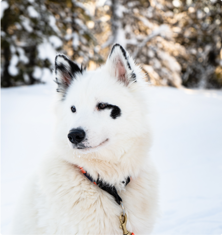 Oya, Yakutian laika