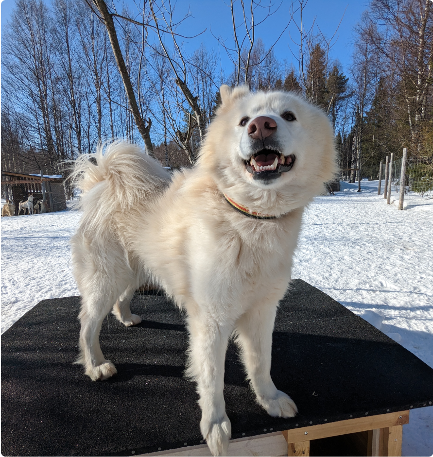 Skiff, Yakutian laika