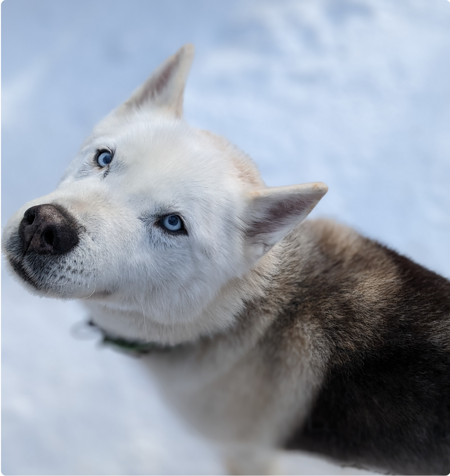 Sultan , Alaskan husky