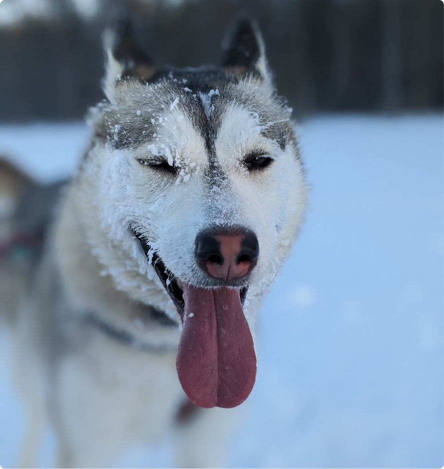 Timousse , Alaskan husky