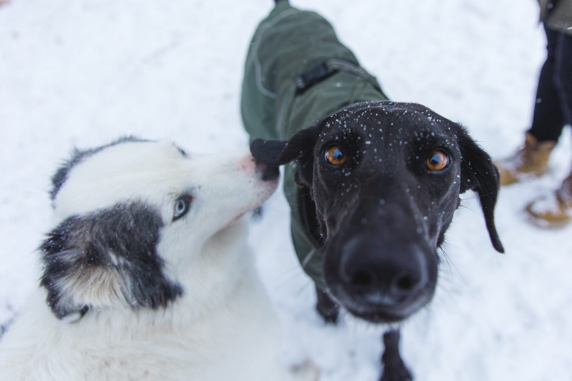 Chien heureux traîneau Laponie