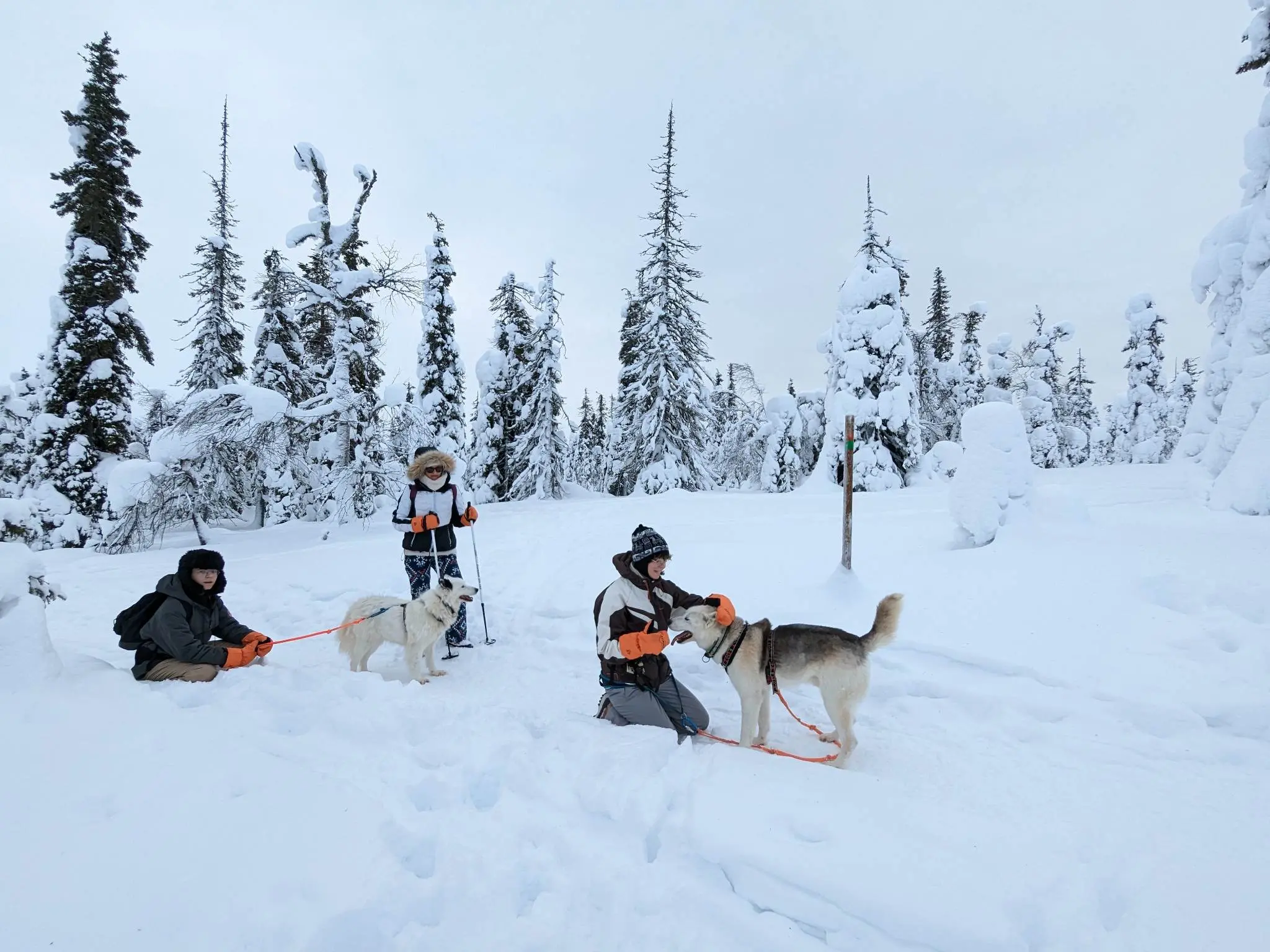 cani randonnee dans la neige