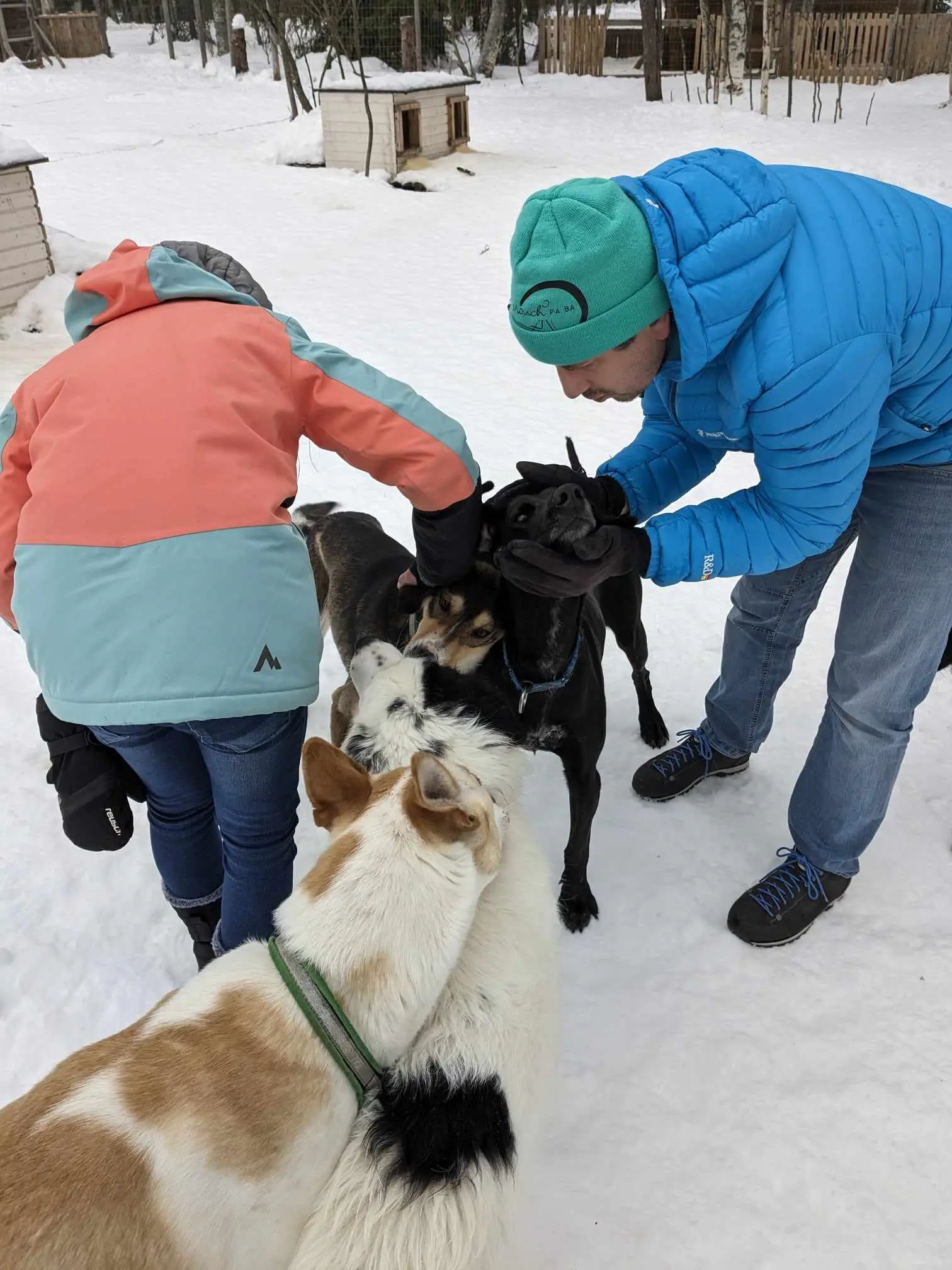 calins chiens et enfants