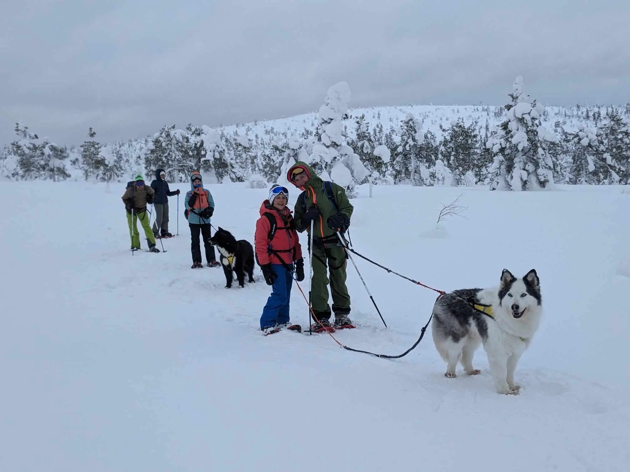 famille randonnée raquette à neige chiens de traîneaux