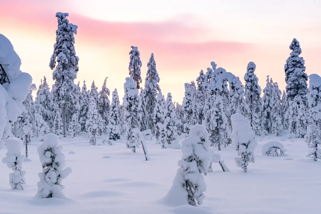 snowy landscape forest in wilderness lapland