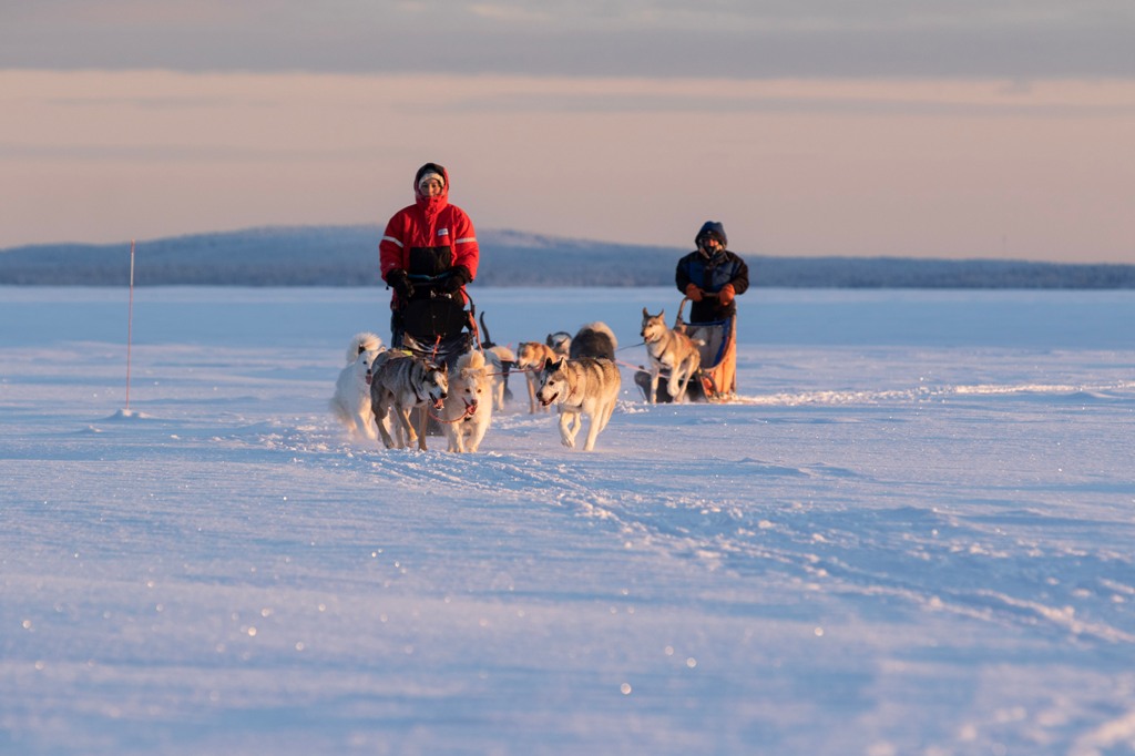 huskies winter sleds cold snow