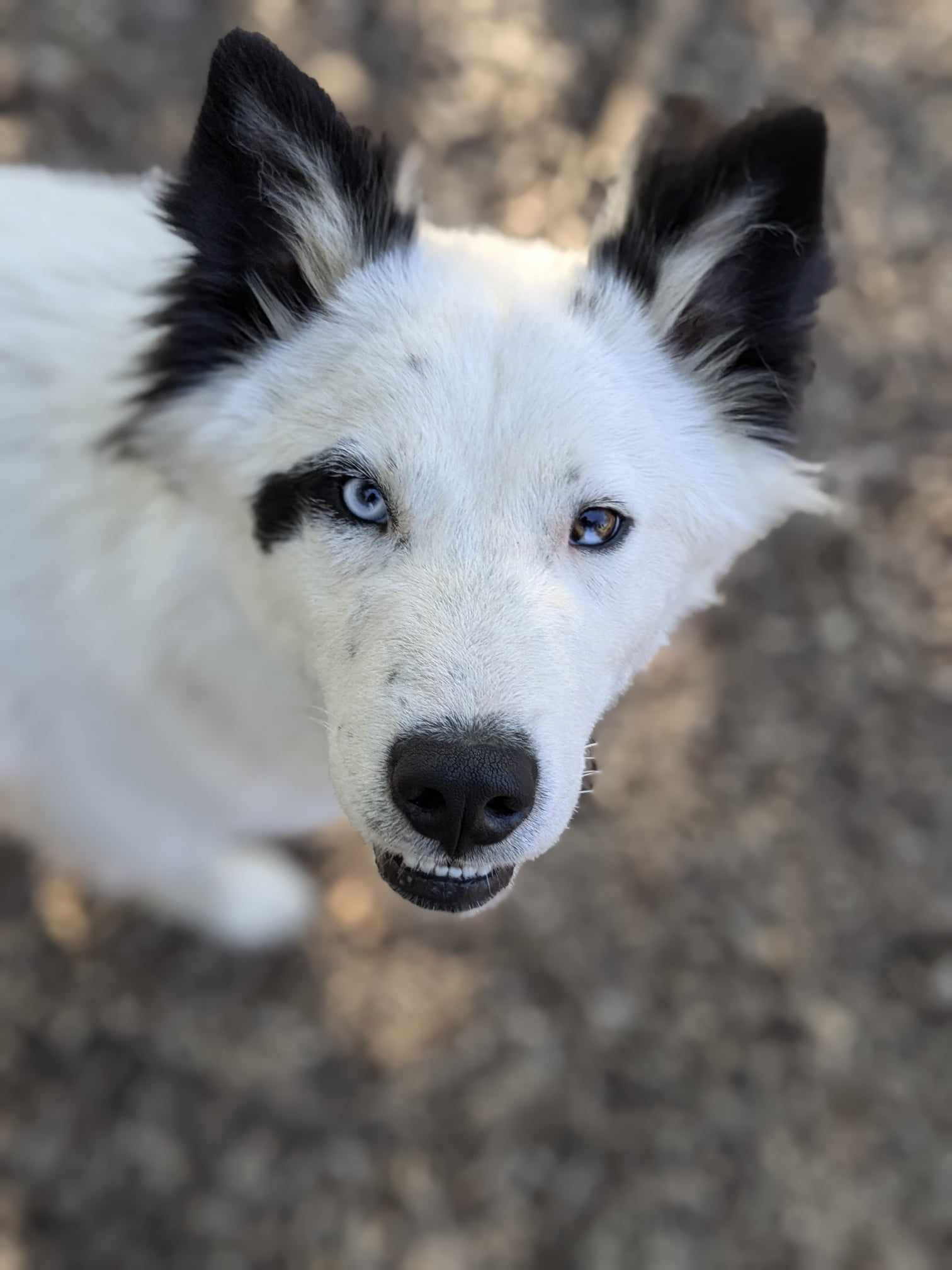 Inuit