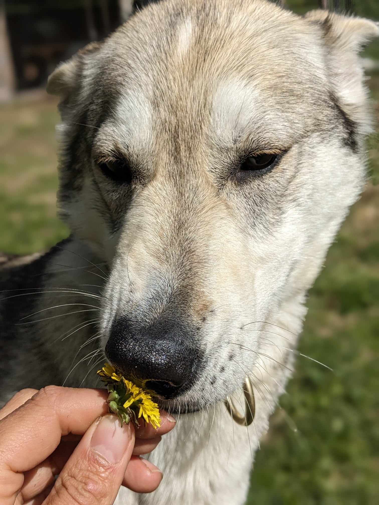 dog smelling a flower