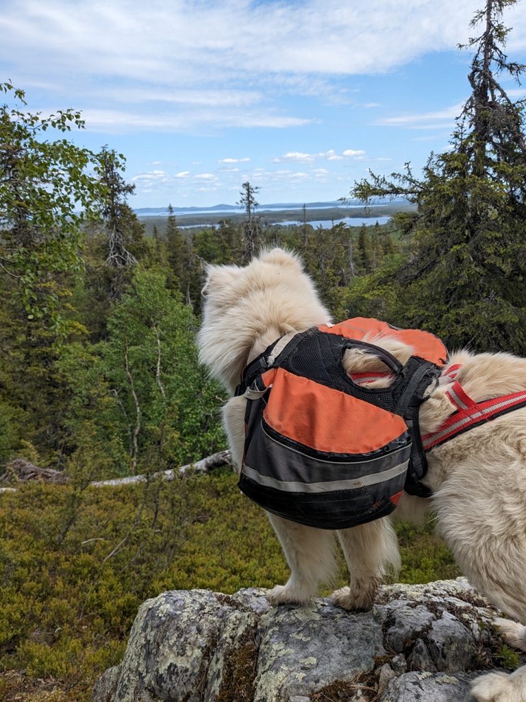 Chien horizon lac vue panorama laponie été