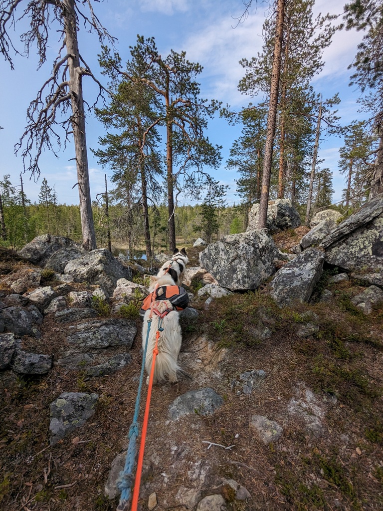 Hike with dogs forest