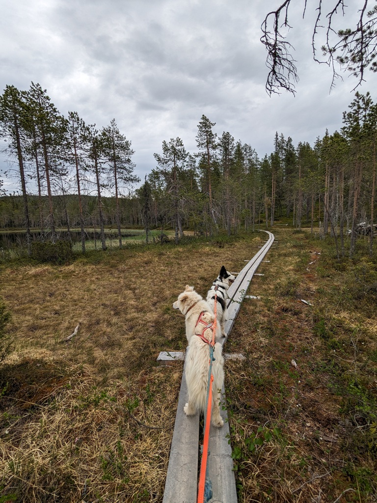 foret hike chien