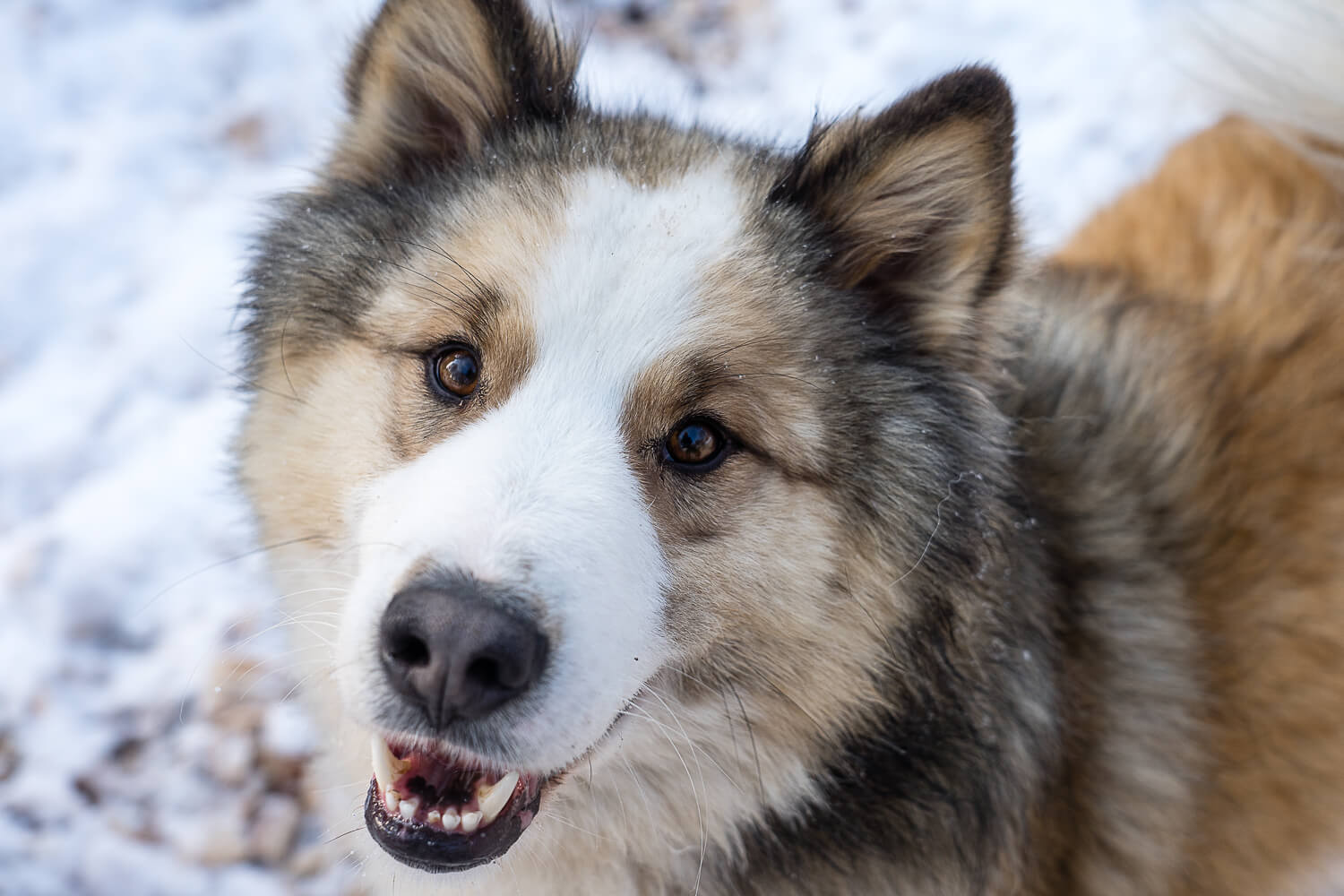Dog looking beautiful