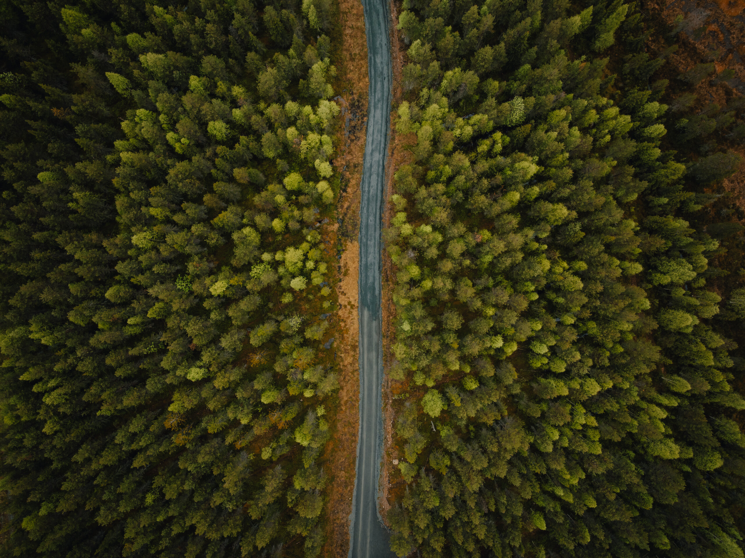 Road freedom, forest in lapland