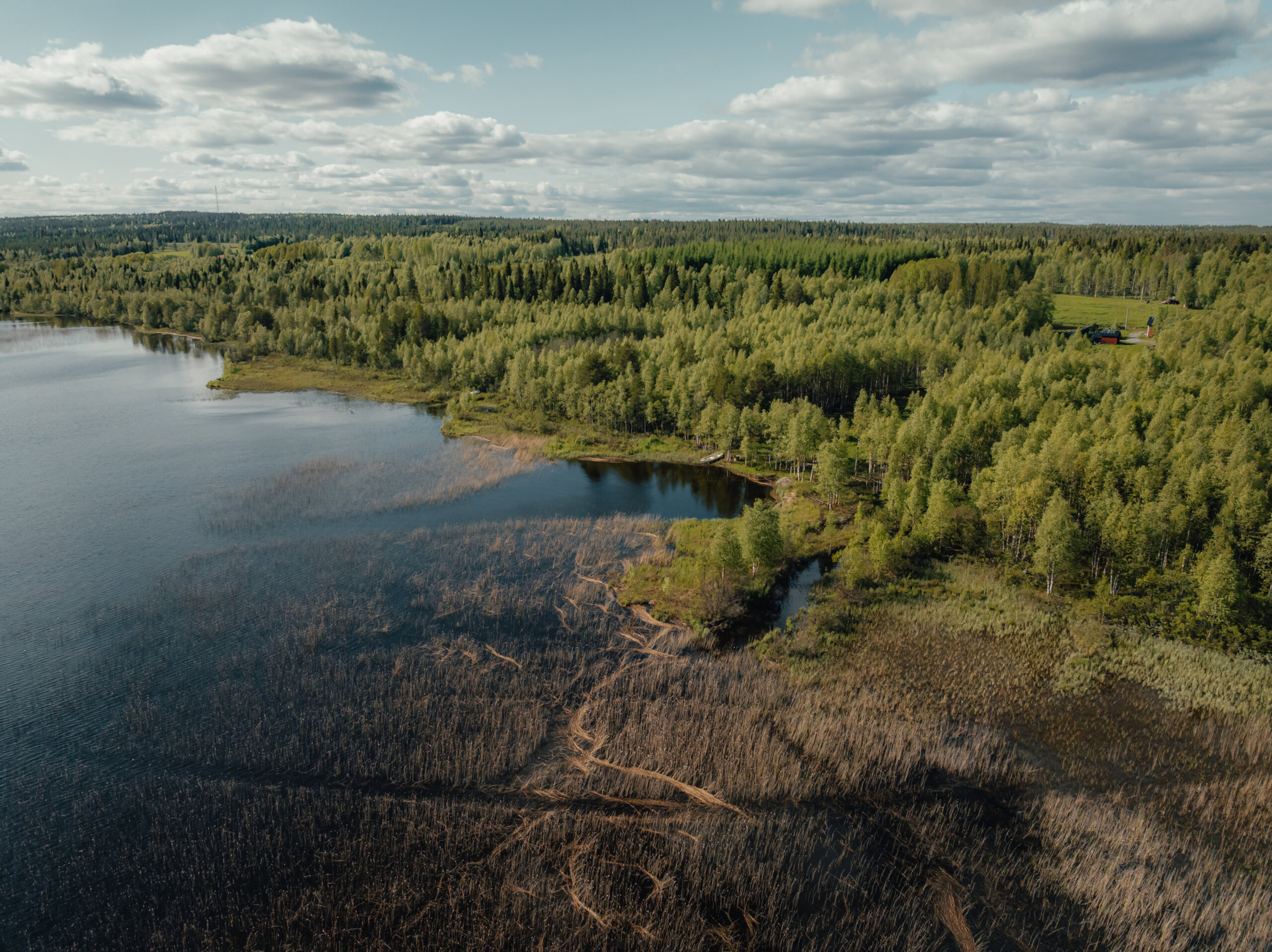 lake side view wilderness lapland with forest