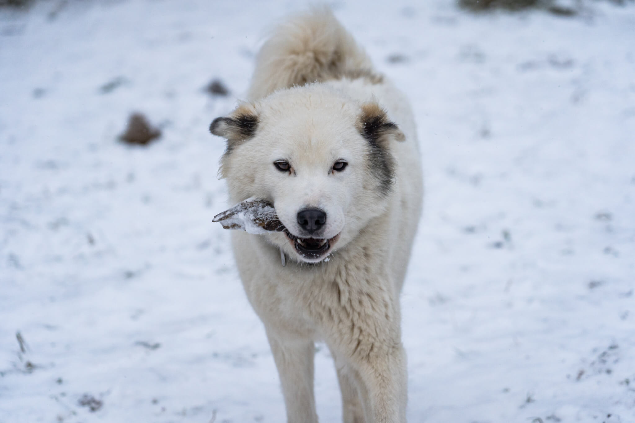 dog on the snow