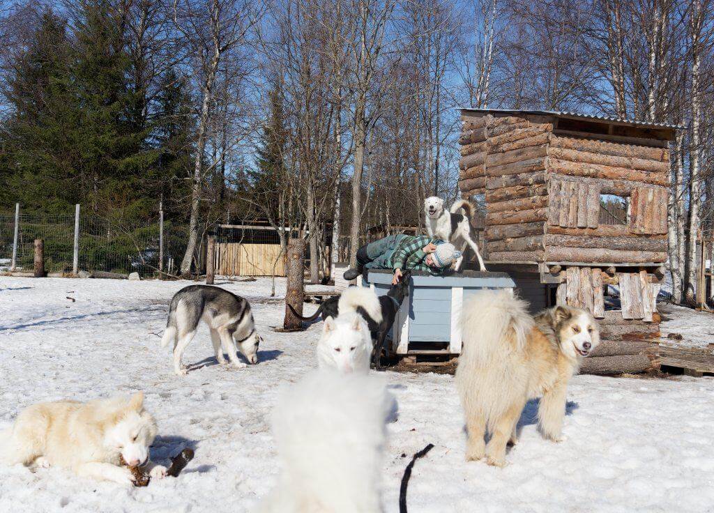 relaxing time with dogs