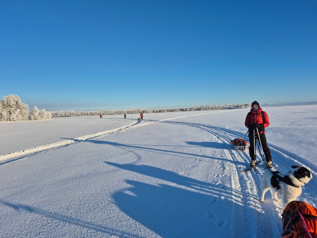 ski pulka dogs winter lake