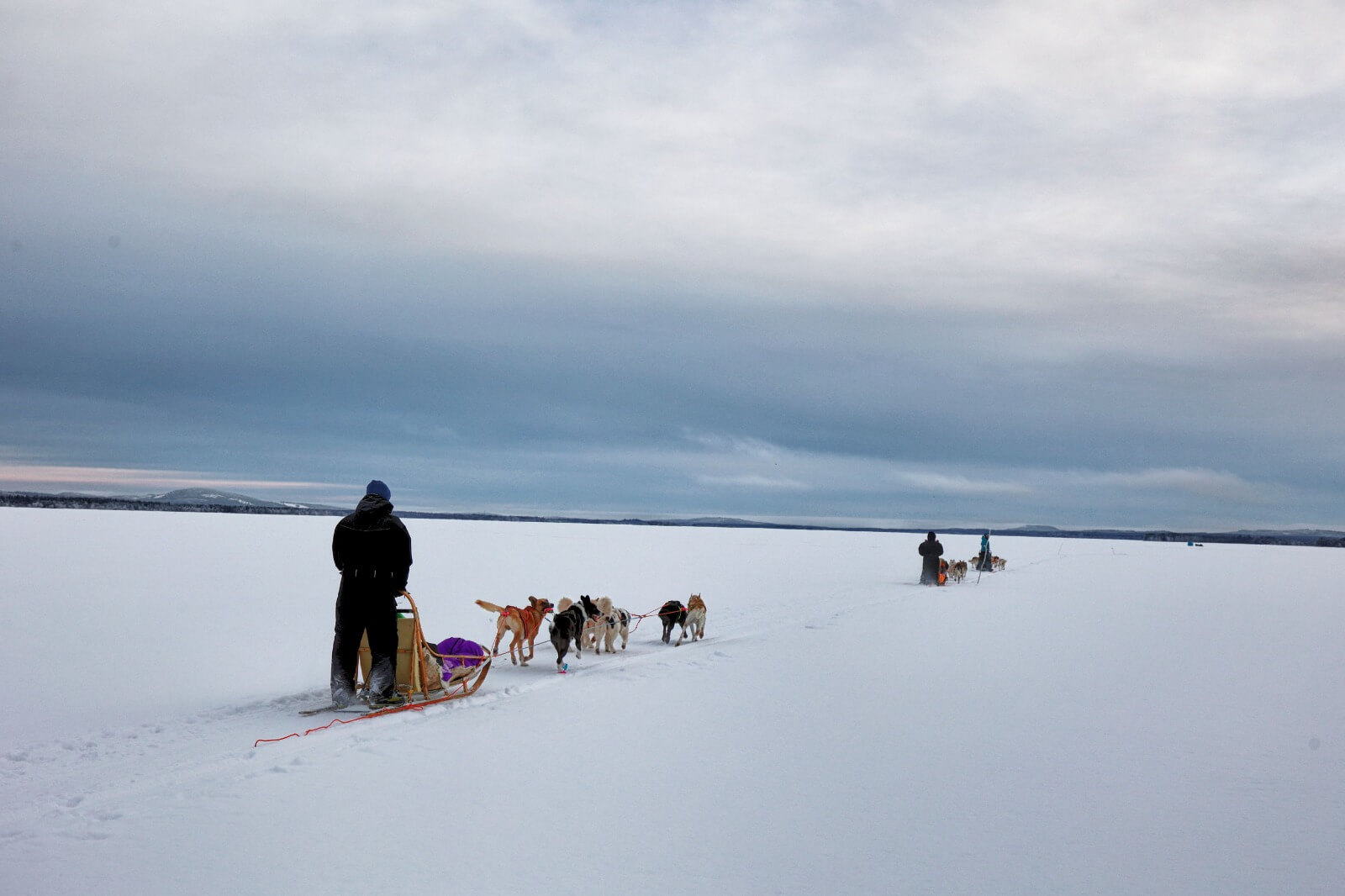 dog sledding