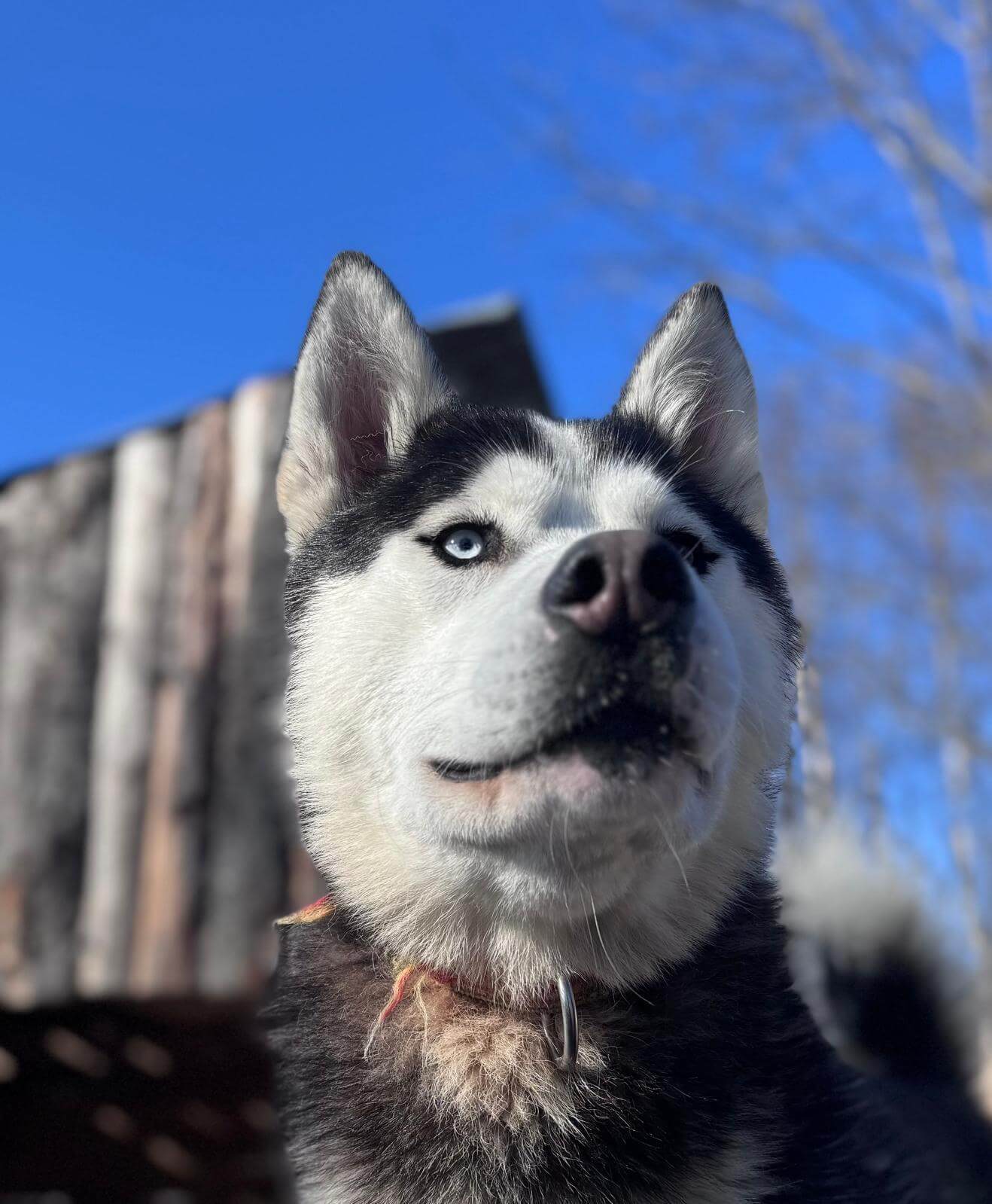 husky ruka